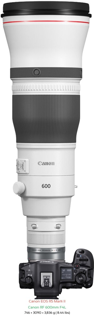 Canon R5 II with Canon RF 600mm F4L Lens Size