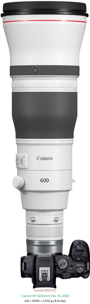 Canon R7 with Canon RF 600mm F4L Lens Size