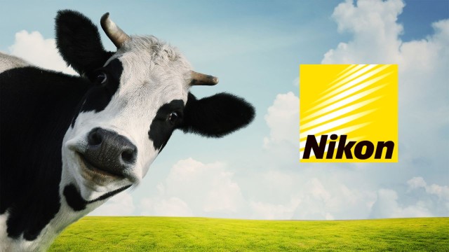 Best Cameras for Cow Birth Photography