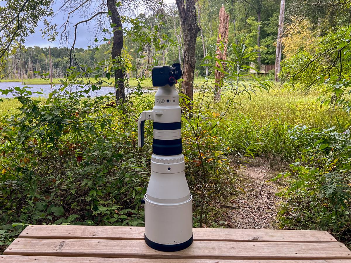 Sigma 300-600mm F4 in the Wild
