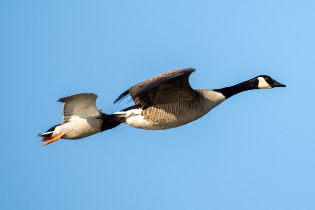 Sony FE 400-800mm F5.6-8.0 at 800mm F8 ISO 800 